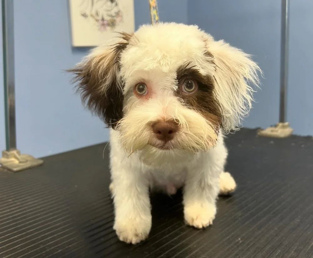 Bayside (Virginia Beach)