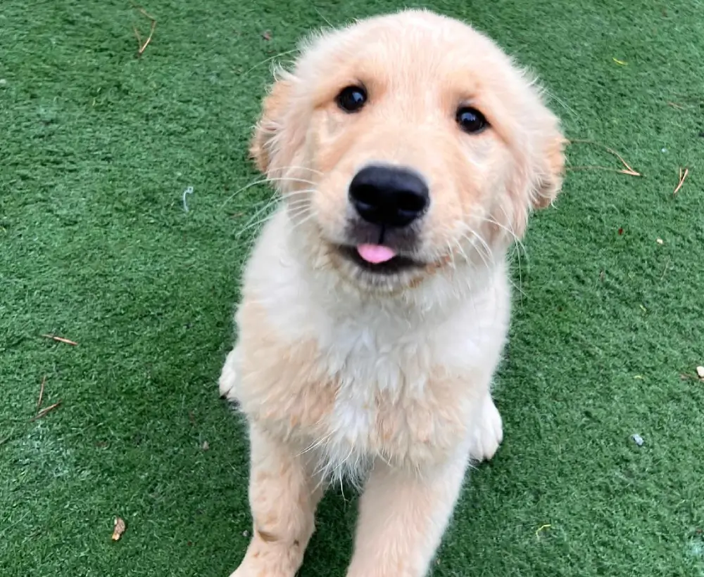 Standard Dog Boarding